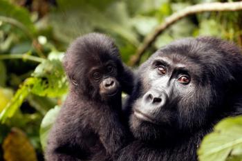 Dian_Fossey_gorilasmladetem