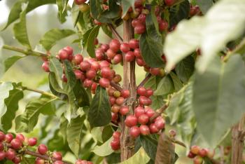 kava arabica cervena